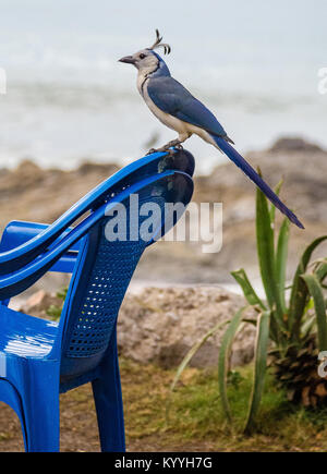 White throated magpie jay Calocitta formosa perched on a blue plastic chair back at a seaside cafe in Montezuma Costa Rica Stock Photo