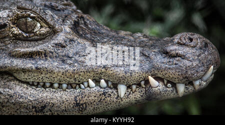 Close-up portrait of a Cayman in a zoo in Costa Rica showing its crocodile smile Stock Photo