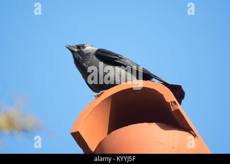 Jackdaw (Corvus monedula) perched on a chimney pot Stock Photo