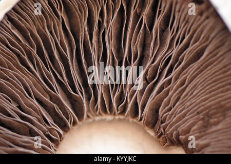 macro close up food photography image of a mushroom on the inside or underside with the brown and cream stripe gill pattern Stock Photo