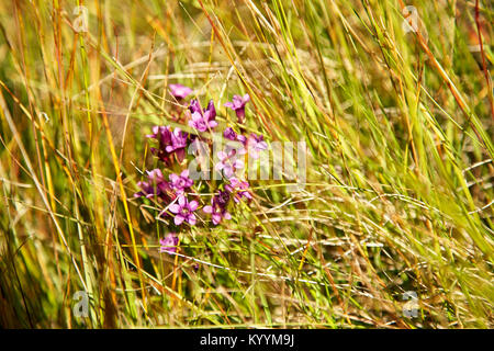 small violet mountain flowers  Stock Photo