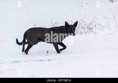 Black stray dog guarding its territory running on a fresh snow Stock Photo
