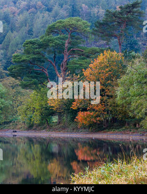 Early autumn colour, on a misty morning, in the trees around Lake Coniston, Lake District, United Kingdom Stock Photo