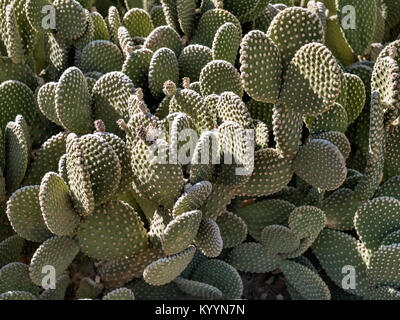 Opuntia cacti with buds and many spines Stock Photo