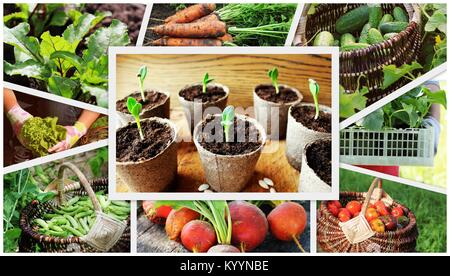 collage of vegetables - products of vegetable garden Stock Photo