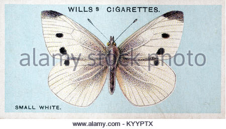 Small White butterfly, vintage illustration from 1927 Stock Photo