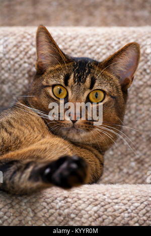 Cute playful part Abyssinian male kitten lying on the stairs looking wide eyed at the camera Stock Photo