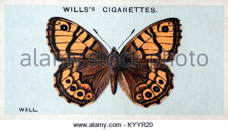 Wall butterfly, vintage illustration from 1927 Stock Photo