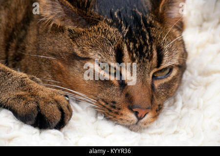 Cute playful wide-eyed part Abyssinian young male cat resting Stock Photo