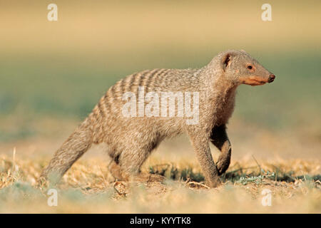 Banded Mongoose, Etosha national park, Namibia / (Mungos mungo)   | Zebramanguste, Etosha Nationalpark, Namibia / (Mungos mungo) Stock Photo