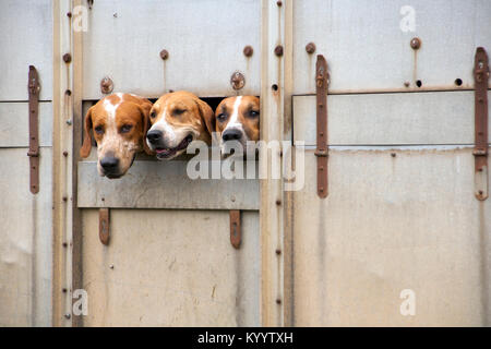 Three hunt dogs peering out from a passing transporter lorry Stock Photo