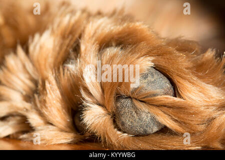 Closeup of red Australian Labradoodle dogs paw. Stock Photo