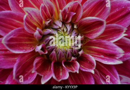 A single white dahlia with pink tipped spiky petals growing outdoors ...
