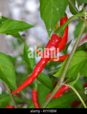 Dragon Cayenne Chili Pepper growing on plant Stock Photo