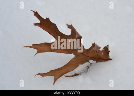 Dead Brown Leaf in Snow Very White and Clean Snow Stock Photo