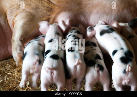 A Gloucester Old Spot sow and her young piglets feeding in a shed Stock Photo