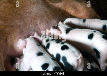 A Gloucester Old Spot sow and her young piglets feeding in a shed Stock Photo