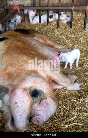 A Gloucester Old Spot sow and her young piglets feeding in a shed. The runt of the litter waits till last. Stock Photo