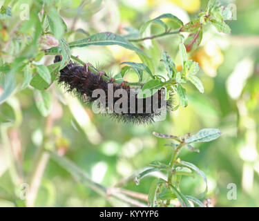 Giant Leopard moth caterpillar turns into a large white moth with a colorful body and black spotted wings Stock Photo