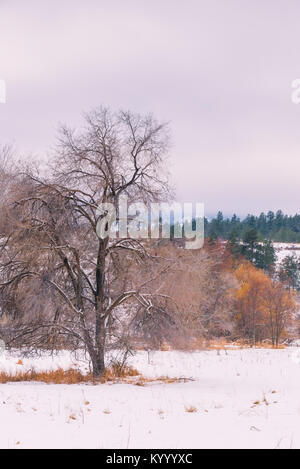 Leafless old cottonwood tree standing in snow covered meadow with pine tree on hills in background Stock Photo