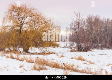Willow tree and grasses in snow covered meadow at sunset with fence-line in foreground Stock Photo