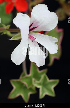 Pelargonium 'L'Élégante',a variegated ivy-leaved pelargonium with trailing habit, in flower in an English garden in late summer, England, UK Stock Photo