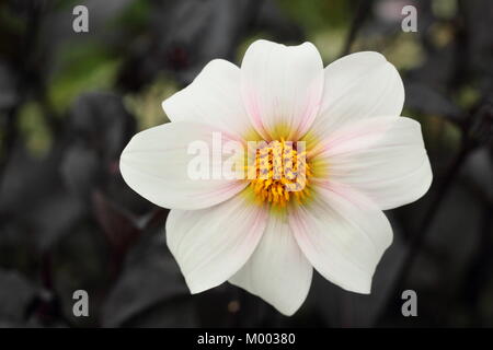 Single white flower and dark foliage of Dahlia 'Twyning's After Eight' in bloom in a garden border in late summer (September), England, UK Stock Photo
