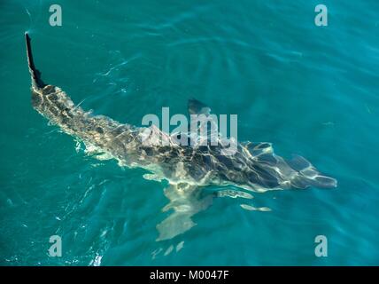 Great White shark (Carcharodon carcharias) in the water.Pacific ocean near the coast of South Africa Stock Photo