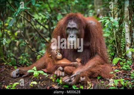 A female of the orangutan with a cub in a native habitat. Bornean orangutan (Pongo o pygmaeus wurmmbii) in the wild nature. Rainforest of Island Borne Stock Photo