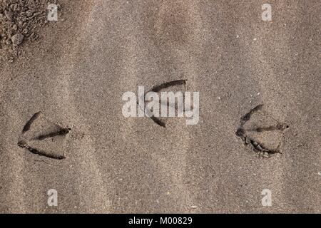 Gull footprints by the sand on the beach