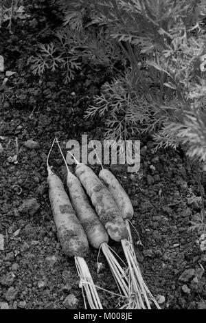 Freshly harvested carrots lie on the soil next to frondy foliage of carrot plants - monochrome processing Stock Photo