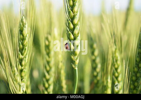 Close-up of a small ladybug in a green fresh wheat field Stock Photo