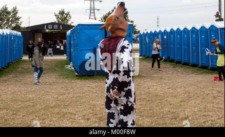 At Roskilde Festival it's tradition that people dress up and disguise in many ways. Here a guy is pictured in a cow costume waiting for the toilets. Denmark 2013. Stock Photo