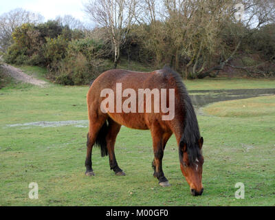 New Forest pony feeding at Hatchet Pond, New Forest, Hampshire, England UK Stock Photo