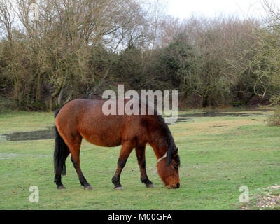 New Forest pony feeding at Hatchet Pond, New Forest, Hampshire, England UK Stock Photo