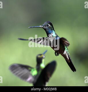 Male Magnificent hummingbird (Eugenes fulgens) in Costa Rica Stock Photo