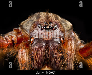Common to Europe, a scary American House Spider, full-face, in extreme close-up showing fangs, hairy chelicera and eight beady eyes Stock Photo