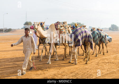 Ras Al Khaimah, Ras Al Khaimah, United Arab Emirates. 13th Jan, 2017. A camel handler is leading his camels to the starting gate.Camel races are held at various camel race tracks during the winter months on Friday mornings. The jockeys are normally the camel handlers from the farm the camels are from. Credit: Mike Hook/SOPA/ZUMA Wire/Alamy Live News Stock Photo