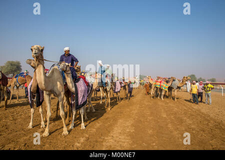 Ras Al Khaimah, Ras Al Khaimah, United Arab Emirates. 28th Sep, 2017. Camel jockeys are riding their camels to the starting gate.Camel races are held at various camel race tracks during the winter months on Friday mornings. The jockeys are normally the camel handlers from the farm the camels are from. Credit: Mike Hook/SOPA/ZUMA Wire/Alamy Live News Stock Photo