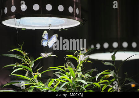 New York, USA. 17th Jan, 2018. Butterflies are seen at the exhibition 'the Butterfly Conservatory' in the American Museum of Natural History in New York, the United States, on Jan. 17, 2018. 'The Butterfly Conservatory' is an annual seasonal exhibition at the American Museum of Natural History, inviting visitors to mingle with up to 500 fluttering and iridescent butterflies among blooming tropical flowers and lush green vegetation. Credit: Wang Ying/Xinhua/Alamy Live News Stock Photo