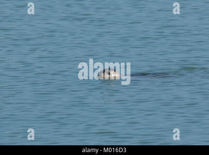 Common Seal swimming in outer harbour, Sovereign Harbour, Eastbourne. Stock Photo