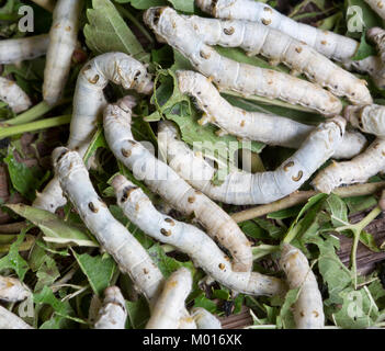 Close-up of silkworms  'Bombyx mori'  feeding on White Mulberry 'Morus alba'  leaves,   Hoi An, Quang Nam Province. Stock Photo