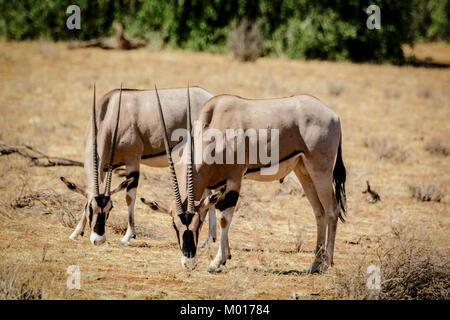 Two East African Oryx, Oryx beisa, grazing together in the Buffalo Springs National Reserve, Isiolo County, Kenya, East Africa Stock Photo