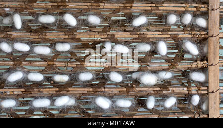 Silkworm cocoons 'Bombyx mori'  on wooden frame, production of silk thread.  Hoi An, Vietnam. Stock Photo