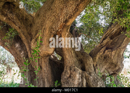 trunk of a large secular olive tree in Italy, Marche region Stock Photo
