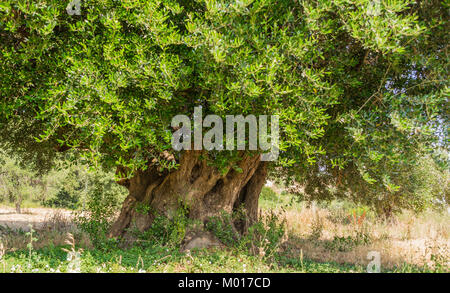 Secular Olive Tree with large an d textured trunk in a field of olive trees in Italy, Marche Stock Photo