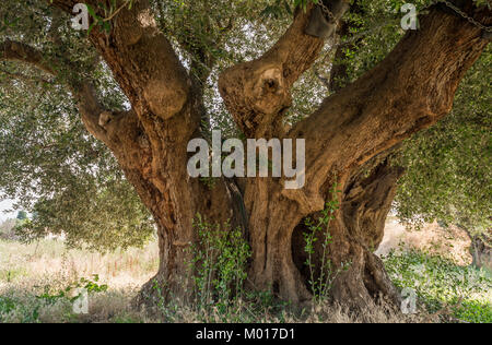 Secular Olive Tree with large an d textured trunk in a field of olive trees in Italy, Marche Stock Photo