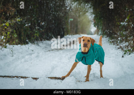 Fox Red Labrador Stock Photo