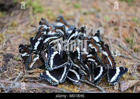 A wonderful group of White Admiral butterflies [Basilarchia arthemis] having a meeting.Seen on a boreal forest floor in New Hampshire. Stock Photo