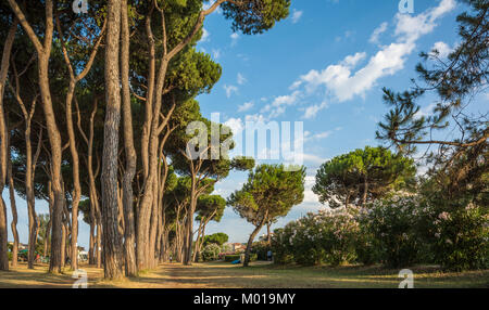 Beach of  Pinetodegli Abruzzi, Abruzzo, Italy. Pineto degli Abruzzi is also known as the 'Lido delle Rose' because of the great variety of roses Stock Photo